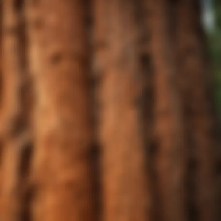 A close-up of the intricate bark patterns of a giant sequoia, highlighting its unique features.