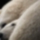 Close-up view of polar bear fur showcasing its translucent structure