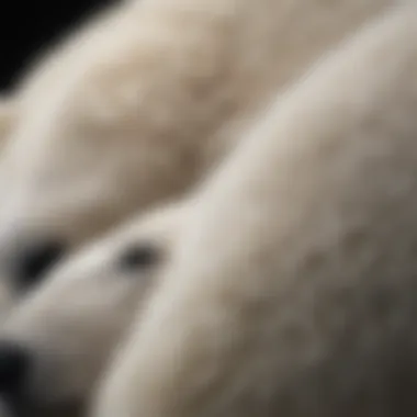 Translucent Fur Structure of Polar Bears Close-up view of polar bear fur showcasing its translucent structure