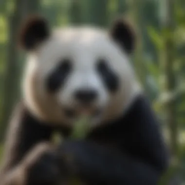 Close-up of a panda bear munching on bamboo shoots