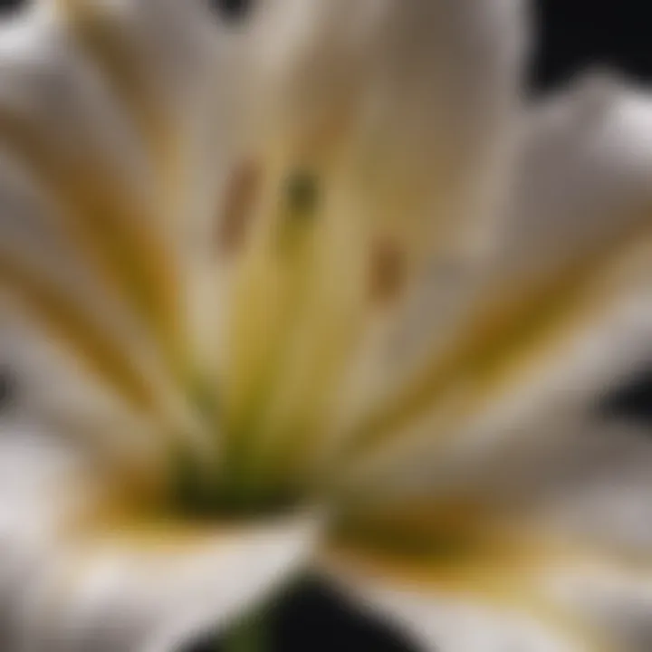 Close-up of a lily blossom revealing intricate petal patterns and textures.