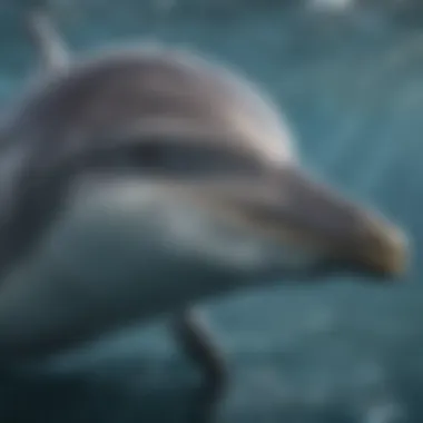 A close-up of a bottlenose dolphin, highlighting its distinctive features and intelligent expression.