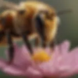 A close-up of a bee pollinating a flower, emphasizing the delicate relationship between bees and plants.