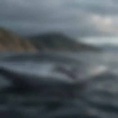Conservation Initiatives for Blue Whale Protection A conservationist team working to protect marine ecosystems