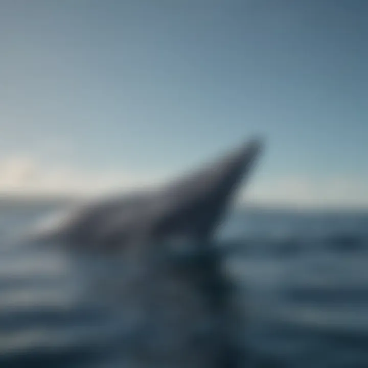 A majestic blue whale swimming in clear ocean waters