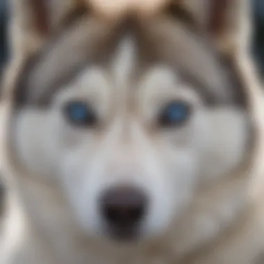 Husky displaying distinctive white and blue eyes outdoors