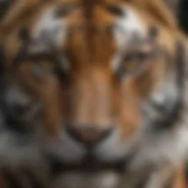 Close-up of a tiger's face, emphasizing its striking eyes and intricate fur patterns.