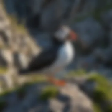 Seabirds Nesting Among Rocky Crevices Seabirds nesting in rocky crevices