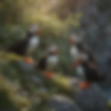 Colony of Tufted Puffins in Coastal Environment A colony of tufted puffins in their coastal habitat