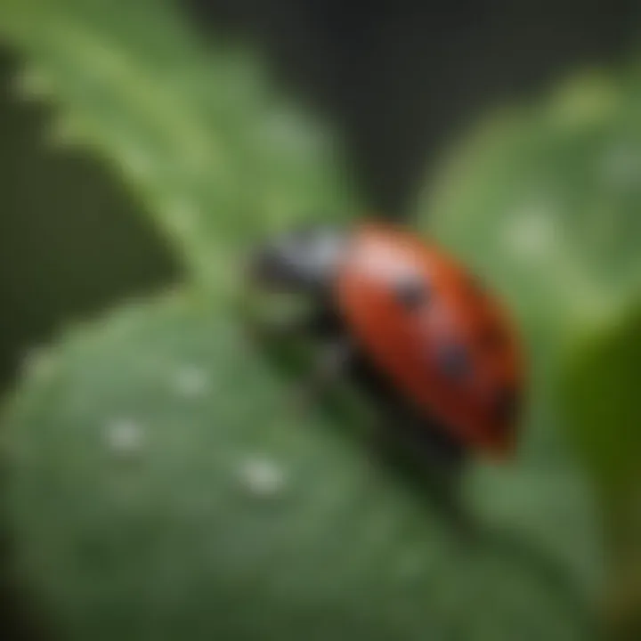 A close-up view of a ladybug on a green leaf