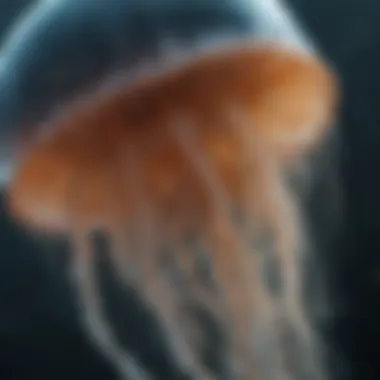 A close-up view of a jellyfish showcasing its intricate bell and tentacles.