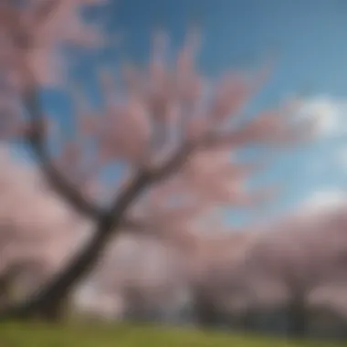 A serene landscape featuring a cherry blossom tree in full bloom against a clear blue sky