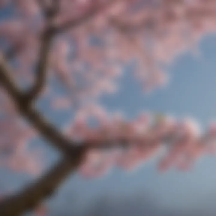 A detailed diagram illustrating the lifecycle of a cherry blossom tree from bud to bloom