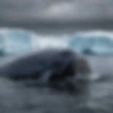 A majestic bowhead whale swimming gracefully through icy waters, symbolizing its impressive lifespan and evolutionary adaptations.