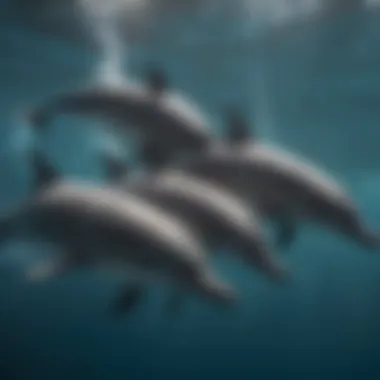 Social Dynamics of Dolphins A pod of dolphins swimming gracefully underwater, showcasing their social interaction.