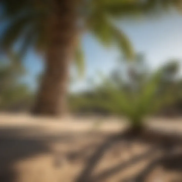 Impacts of climate change on small palm species and their habitats