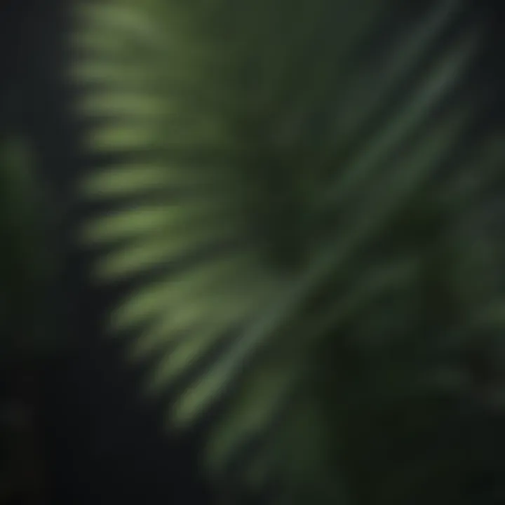 Detailed view of small palm leaves highlighting their unique anatomy