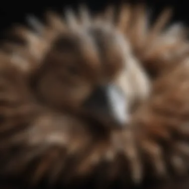 Close-up of a sleeping duck with feathers ruffled, illustrating the intricacies of avian sleep.