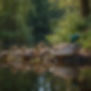 A serene scene of ducks resting on a tranquil pond, showcasing their unique sleeping positions.