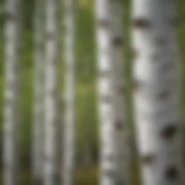 A group of birch trees with distinctive white bark