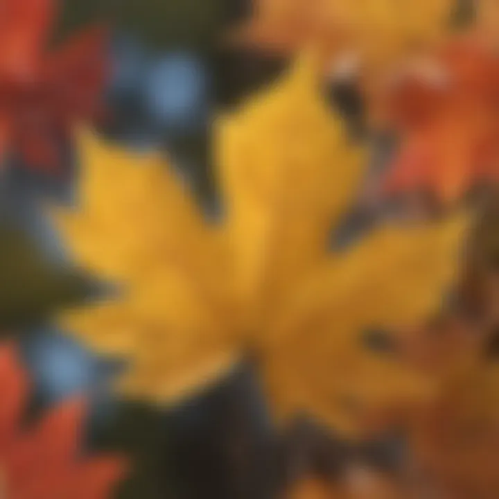 A close-up of a vibrant sugar maple leaf in autumn