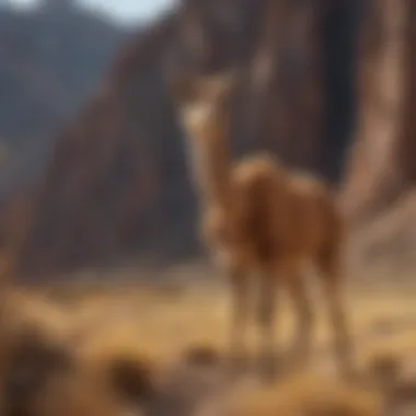 Natural Habitat of the Vicuna Stunning landscape of the Andes, home to the vicuna, highlighting its natural habitat