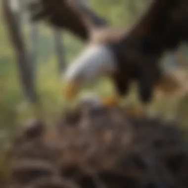 Behavioral observation of a bald eagle interacting with its nest.