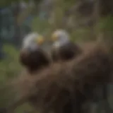 A bald eagle nest showcasing twigs and branches intricately woven together.