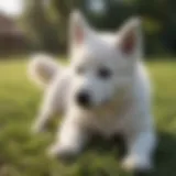 Beautiful white German Shepherd puppy playing in the grass