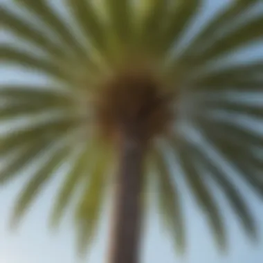 A close-up of the unique fronds of the Trachycarpus fortunei palm