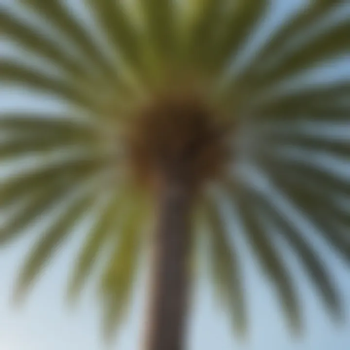 A close-up of the unique fronds of the Trachycarpus fortunei palm