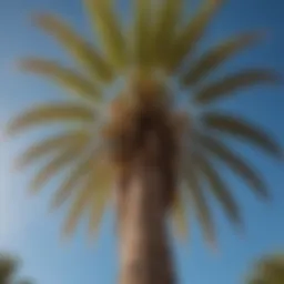 A majestic Washingtonia filifera palm towering against the blue sky