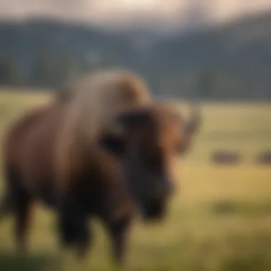 Bison grazing in a warm August meadow