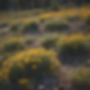 Colorful wildflowers blooming in Yellowstone's ecosystem