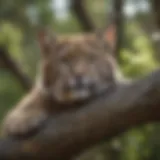 A bobcat resting on a tree branch in Illinois