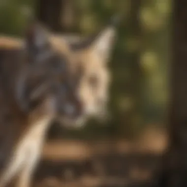 Conservation efforts for bobcats in Illinois