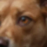Close-up of a dog with noticeable brown stains around its eyes