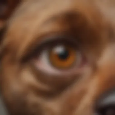 Dietary Factors Affecting Dog Eye Health Illustration of dietary influences on canine eye health