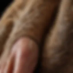 A close-up of a dog's paw with intricate details of the fur and pads