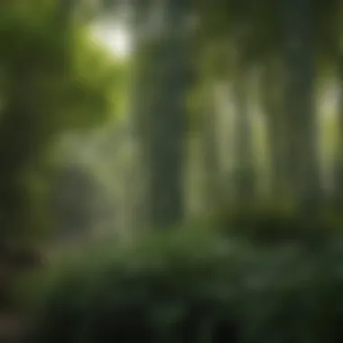 Lush Clumping Bamboo in a Serene Garden Lush clumping bamboo in a serene garden setting
