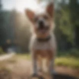 Cost breakdown for dog neutering