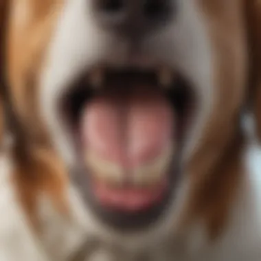A close-up of a dog's mouth showing healthy teeth and gums