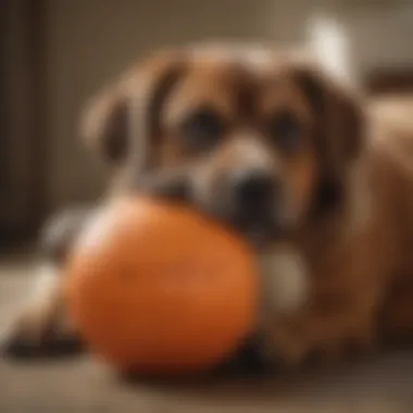 Curled-Up Position: A Sign of Security Dog curled up in a ball, showcasing a protective sleeping position