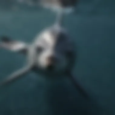 Streamlined Body of a Dolphin Dolphin swimming gracefully, showcasing its streamlined body.