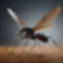 A close-up view of a flying ant showcasing its distinctive wings