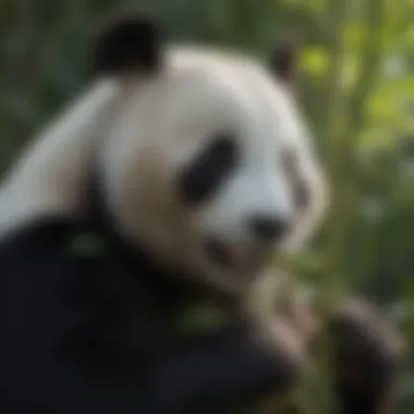 A close-up of a giant panda munching on bamboo, highlighting its diet