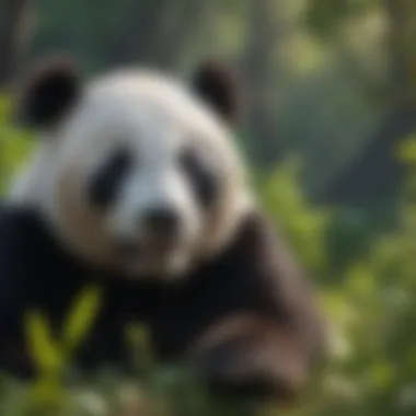 Conservationists working in a panda reserve, engaging in habitat restoration