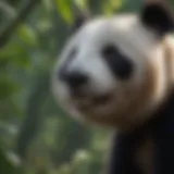 Giant panda in its natural habitat, showcasing lush bamboo forests