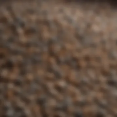 Close-up of hard clumping litter showcasing its texture and granules