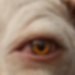Close-up of a puppy's skin showing signs of mange with red patches and hair loss.